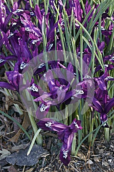 Pauline Dwarf Iris flowers photo